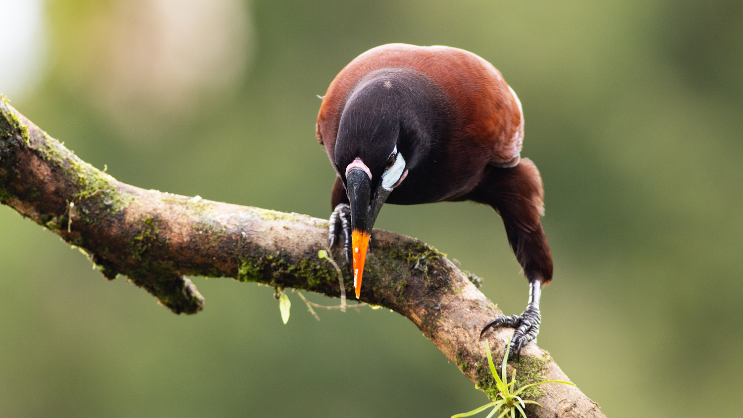 Montezuma Oropendola